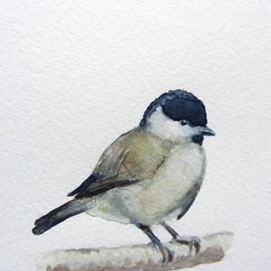 Kékcinke, széncinke, barátcinege - akvarell madárkák, cinke sorozat -  - Meska.hu