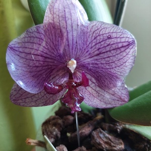 Egy érintésnyi tavasz  orchidea kitűző - Meska.hu
