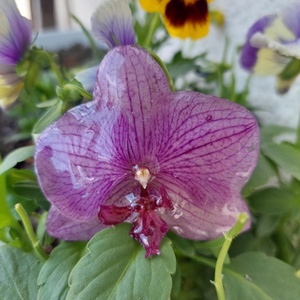 Egy érintésnyi tavasz  orchidea kitűző - ékszer - kitűző és bross - kitűző - Meska.hu