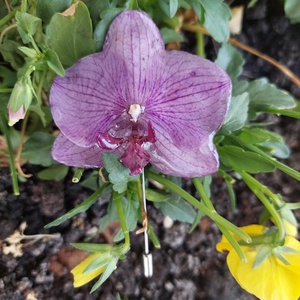 Egy érintésnyi tavasz  orchidea kitűző - ékszer - kitűző és bross - kitűző - Meska.hu