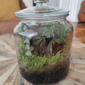 Mini dzsungel florárium - Zárt ökoszisztéma párakedvelő növényekkel, Otthon & Életmód, Dekoráció, Asztal és polc dekoráció, Florárium, terrárium, , MESKA