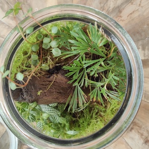 Mini dzsungel florárium - Zárt ökoszisztéma párakedvelő növényekkel - otthon & életmód - dekoráció - asztal és polc dekoráció - florárium, terrárium - Meska.hu