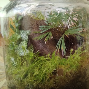 Mini dzsungel florárium - Zárt ökoszisztéma párakedvelő növényekkel - otthon & életmód - dekoráció - asztal és polc dekoráció - florárium, terrárium - Meska.hu