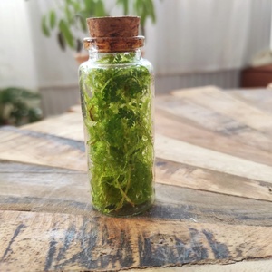 Természet-kapszula � Kézműves mini florárium ajándékkísérőnek, Otthon & Életmód, Dekoráció, Asztal és polc dekoráció, Florárium, terrárium, , MESKA