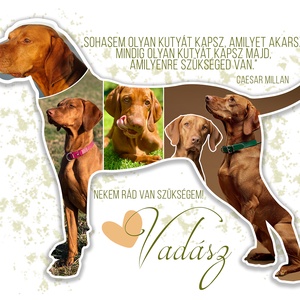 Fotókollázs vizsla sziluettel. Vizslás fotókollázs kutyád képeivel. Magyar vizsla. Német vizsla. Pointer. - művészet - kollázs - Meska.hu