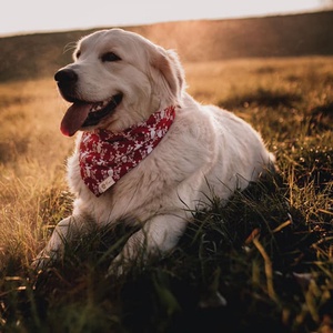 Karácsonyi bandana kutyáknak  - karácsony - karácsonyi ruházat - Meska.hu
