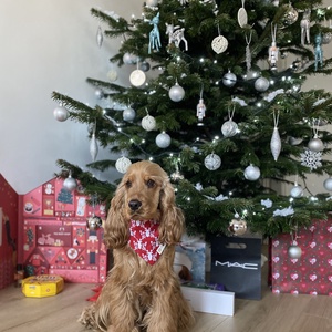 Karácsonyi, szarvasos mintájú bandana/kendő kutyáknak -  - Meska.hu