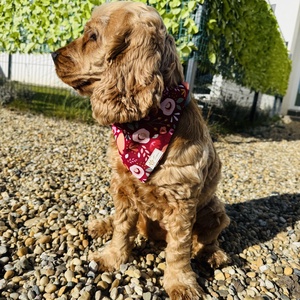 Hello ősz bandana/kendő kutyáknak -  - Meska.hu