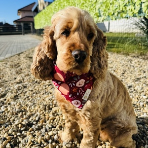 Hello ősz bandana/kendő kutyáknak, , Varrás, MESKA