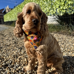 Séta az őszben bandana/kendő kutyáknak -  - Meska.hu