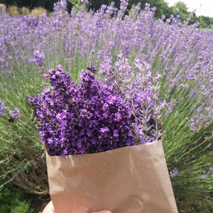 Levendula illóolaj - kellékek & szerszámok - kozmetikai alapanyag - illóolajok - Meska.hu