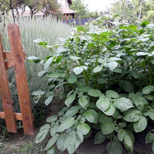 (3 db/cs) Ültető zsák paradicsom, paprika, uborka, tök, stb, és burgonya termesztéséhez/ 30 átmérőjű, 55 cm magas  /   - otthon & életmód - ház & kert - növény & veteményes - Meska.hu