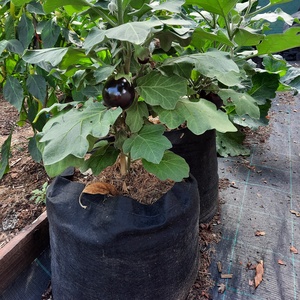 Ültető zsák 30 cm átmérőjű, 45 cm magas / paradicsom, tök, padlizsán, uborka, saláta, stb. termesztéséhez , Otthon & Életmód, Ház & Kert, Növény & Veteményes, Varrás, MESKA