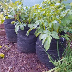 (5 db/cs) Ültető zsák 30 cm átmérőjű x 55 cm magas/ burgonya termesztéséhez  - Meska.hu