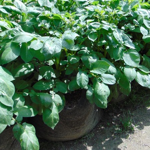 (5 db/cs) Ültető zsák 30 cm átmérőjű x 70 cm magas / burgonya és édesburgonya termesztéséhez - otthon & életmód - ház & kert - ültetőzsák - Meska.hu