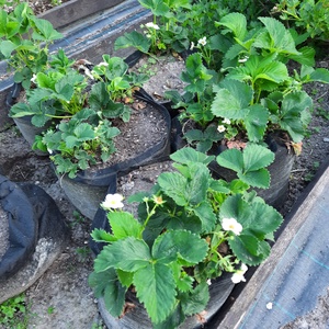 Ültető zsák 30 x 27 cm magas / saláta, eper, uborka, tök, padlizsán, stb. termesztéséhez , Otthon & Életmód, Ház & Kert, Ültetőzsák, Varrás, MESKA