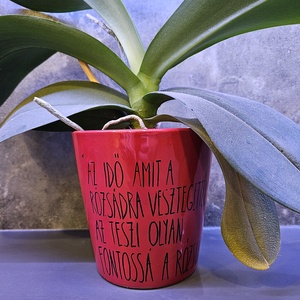 Kisherceges kaspó - Meska.hu