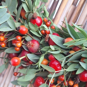 Csipkebogyó kopogtató - otthon & életmód - dekoráció - ajtó- és ablak dekoráció - ajtódísz & kopogtató - Meska.hu