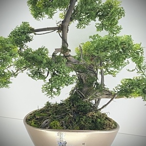 Valósághű bonsai fa, Otthon & Életmód, Dekoráció, Asztal és polc dekoráció, Bonsai, Famegmunkálás, Mindenmás, MESKA