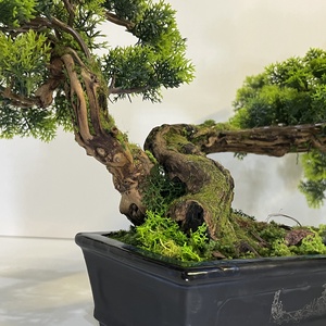 Valósághű cédrus bonsai fa, Otthon & Életmód, Dekoráció, Asztal és polc dekoráció, Bonsai, Famegmunkálás, Mindenmás, MESKA