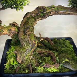 Valósághű cédrus bonsai fa - otthon & életmód - dekoráció - asztal és polc dekoráció - bonsai - Meska.hu