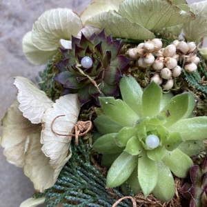 Szívalakú dekorbeton tálkába készült, 3 kövirózsás, pöttyös szalagos, fehéres fűszerezésű, egyedi kegyeleti dísz - otthon & életmód - vallás - temetkezési tárgy - sírdísz, kegyeleti dísz - Meska.hu