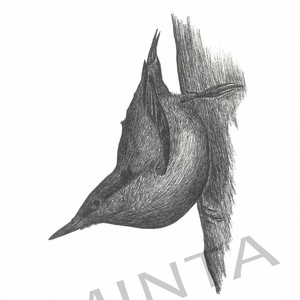 Csuszka tollrajz, Művészet, Grafika & Illusztráció, Egyéb rajzok, Fotó, grafika, rajz, illusztráció, MESKA