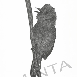 Nádirigó tollrajz, Művészet, Grafika & Illusztráció, Egyéb rajzok, Fotó, grafika, rajz, illusztráció, MESKA