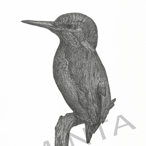 Jégmadár tollrajz, Művészet, Grafika & Illusztráció, Egyéb rajzok, Fotó, grafika, rajz, illusztráció, MESKA