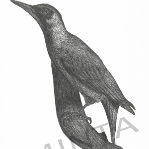 Zöld küllő tollrajz, Művészet, Grafika & Illusztráció, Egyéb rajzok, Fotó, grafika, rajz, illusztráció, MESKA