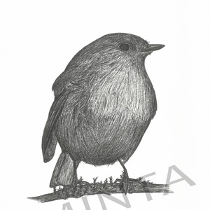 Vörösbegy tollrajz, Művészet, Grafika & Illusztráció, Egyéb rajzok, Fotó, grafika, rajz, illusztráció, MESKA