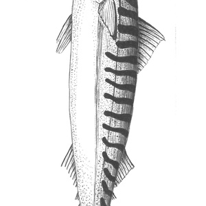 Makréla tollrajz könyvjelző, Művészet, Grafika & Illusztráció, Egyéb rajzok, Fotó, grafika, rajz, illusztráció, MESKA