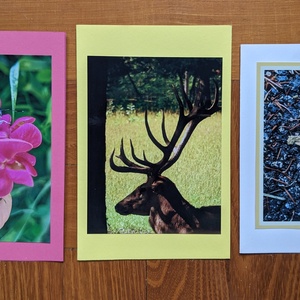 5db kinyitható képeslap saját fotóimmal - Állatok 1. - otthon & életmód - papír, írószer - ajándékozás kellékei - képeslap, üdvözlőlap - Meska.hu