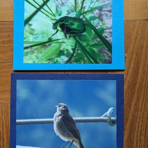 5db kinyitható képeslap saját fotóimmal - Állatok 1. - otthon & életmód - papír, írószer - ajándékozás kellékei - képeslap, üdvözlőlap - Meska.hu