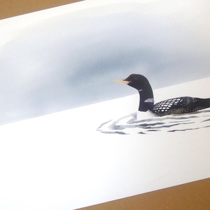 Öreg nászruhás fehárcsőrű búvár A4 giclée művészeti nyomat, Otthon & Életmód, Dekoráció, Kép & Falikép, Művészi nyomat, Festészet, MESKA