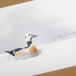 Nászruhás hím Steller pehelyréce A4 giclée művészeti nyomat, Otthon & Életmód, Dekoráció, Kép & Falikép, Művészi nyomat, Festészet, MESKA