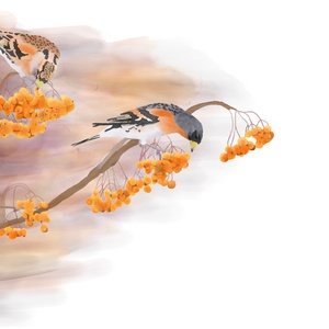 Madárberkenyén táplálkozó fenyőpintyek - Limitált példányszámú A4 giclée művészeti nyomat - Meska.hu