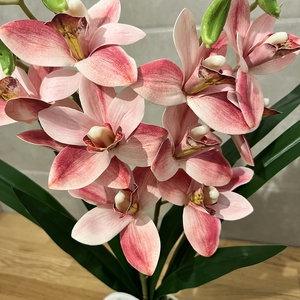Cymbidium - csónak orchidea / Örök orchidea kerámia kaspóban többféle - otthon & életmód - dekoráció - virágdísz és tartó - csokor & virágdísz - Meska.hu