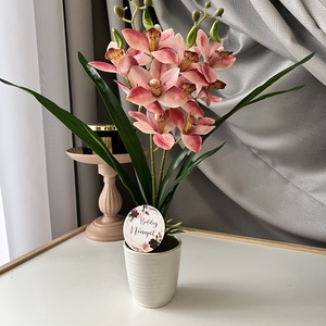 Cymbidium - csónak orchidea / Örök orchidea kerámia kaspóban többféle, Otthon & Életmód, Dekoráció, Virágdísz és tartó, Csokor & Virágdísz, Virágkötés, MESKA