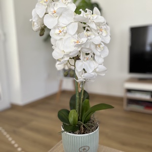 3 szálas fehér orchidea gondozásmentes, Otthon & Életmód, Dekoráció, Virágdísz és tartó, Csokor & Virágdísz, Virágkötés, MESKA
