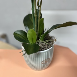 3 szálas fehér orchidea gondozásmentes - otthon & életmód - dekoráció - virágdísz és tartó - csokor & virágdísz - Meska.hu