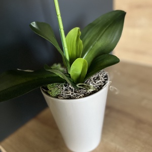 Prémium, élethű orchidea kaspóban, 1 szálas - otthon & életmód - dekoráció - virágdísz és tartó - csokor & virágdísz - Meska.hu