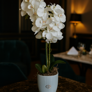 3 szálas fehér orchidea gondozásmentes, Otthon & Életmód, Dekoráció, Virágdekoráció, Virágdíszek, Virágdísz kaspóban, Virágkötés, MESKA