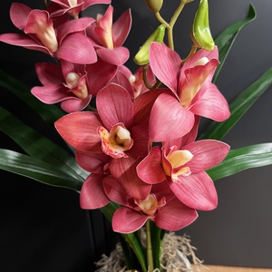 Cymbidium - csónak orchidea / Örök orchidea kerámia kaspóban többféle - otthon & életmód - virágdekoráció - virágdíszek - virágdísz kaspóban - Meska.hu