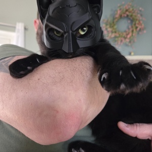 Batman Cica Maszk - otthon & életmód - kisállatoknak - cicáknak & macskáknak - Meska.hu