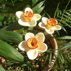 Fehér nárciszok - otthon & életmód - ház & kert - növény & veteményes - Meska.hu