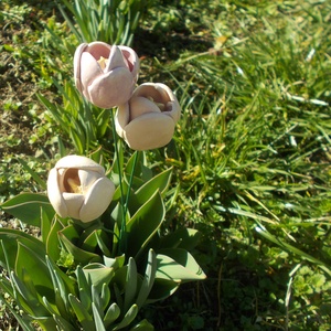 Tulipánok, Otthon & Életmód, Virágdekoráció, Virágok, Szálas virág, Kerámia, MESKA