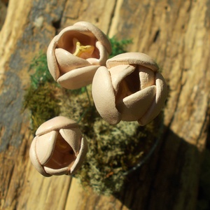 Tulipánok - otthon & életmód - virágdekoráció - virágok - szálas virág - Meska.hu