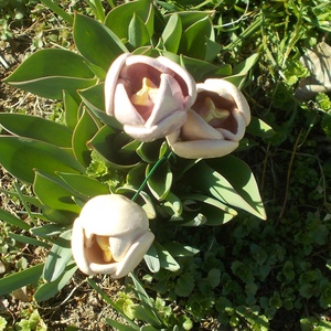 Tulipánok - otthon & életmód - virágdekoráció - virágok - szálas virág - Meska.hu