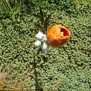 Tulipán gyöngyvirággal - otthon & életmód - virágdekoráció - virágok - szálas virág - Meska.hu